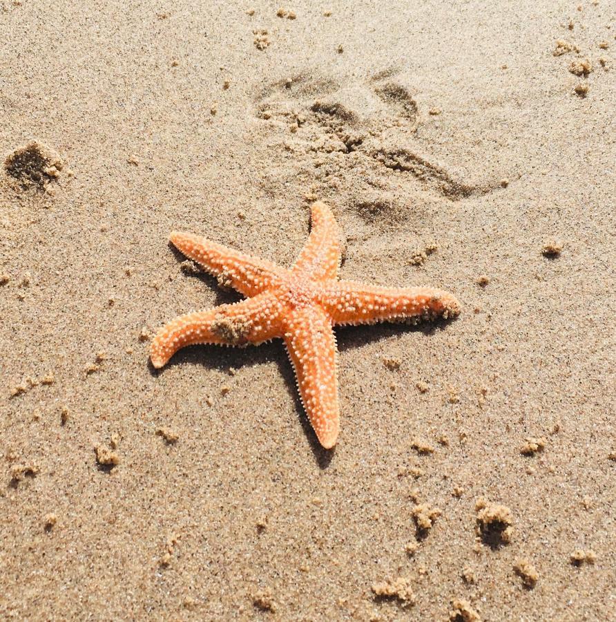 Sandy Feet Retreat Эксмут Экстерьер фото